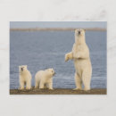 Search for anwr postcards Alaska
