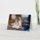Search for housecat Animal