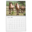 Search for camelus Animal