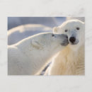 Search for kissing polar bears Play