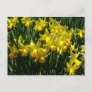 Search for yellow daffodil postcards Nature