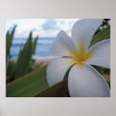 Search for north shore art Oahu