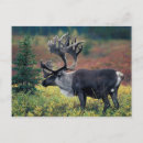 Search for tundra postcards Caribou