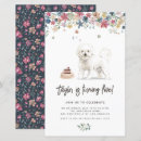 Search for bichons Maltese