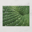 Search for hosta postcards Green