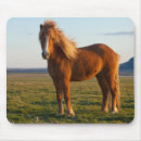 Search for icelandic horse Sunset