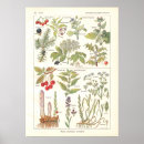 Search for medicinal herbs posters Herbal