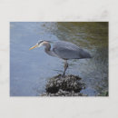 Search for herons postcards Blue