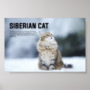Search for siberian art Kitty