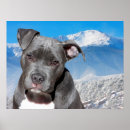 Search for pit art Animals