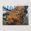 Search for wild mushrooms postcards Nature