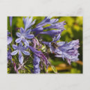 Search for pollination postcards Pollinating