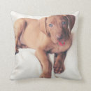 Search for vizsla cushions Cute