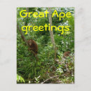 Search for ap postcards Orangutan