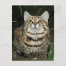 Search for wild cat postcards Carnivore