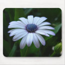 Search for shasta daisy mousepads Summer