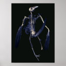 Search for bird skeleton art Skull
