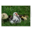 Search for duck saying cards Waterfowl