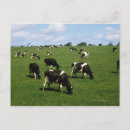 Search for holstein cow postcards Outdoors