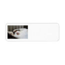 Search for calico labels Feline