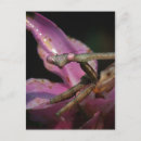 Search for bug pictures postcards Wildlife