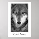 Search for timber wolf posters Canine