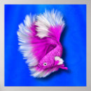 Search for betta posters Siamese fighting fish