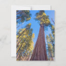 Search for giant tree postcards Forest