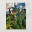 Search for cactus postcards Flowers