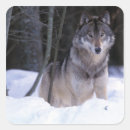 Search for grey wolf stickers Snow