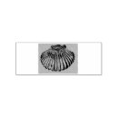 Search for sea shell rubber stamps Marine life