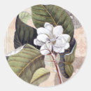 Search for white magnolia stickers Chic