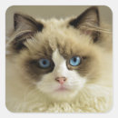 Search for ragdoll stickers Kitty
