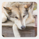 Search for dog sled stickers Alaska
