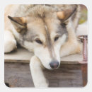 Search for dog sledding stickers Animal