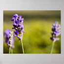 Search for aromatherapy posters Flower