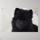 Search for adores posters Animals