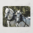 Search for percheron postcards Team
