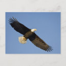 Search for wingspan postcards Nature