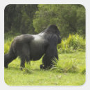 Search for silverback gorilla stickers Primate