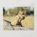 Search for okavango postcards Animal behaviour
