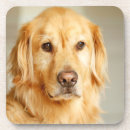 Search for golden retriever coasters Pet