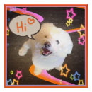 Search for bichon frise art Cute