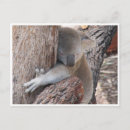 Search for bear hug postcards Animal