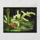 Search for stalking postcards Nature