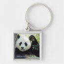 Search for resting key rings Wildlife