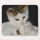 Search for bitty Cat