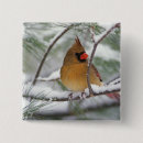 Search for songbird badges Snow