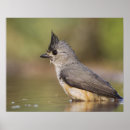 Search for titmouse posters Nature