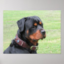 Search for rottweiler art Rottie